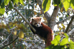 Poaching leaves red panda on the brink of extinction in Myagdi